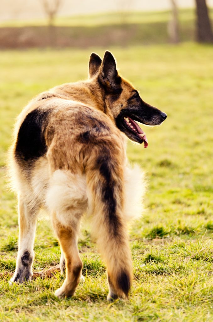 German Shepherd